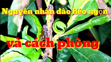 Nguyên nhân đào bị héo ngọn, đào chết ngọn và cách phòng chống héo ngọn cho cây đào