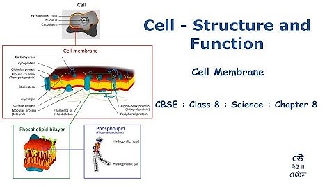 Class 8- Science-Chapter 8 – Cell : Structure And Function - Part08- Cell Membrane #NCERT #Kannada