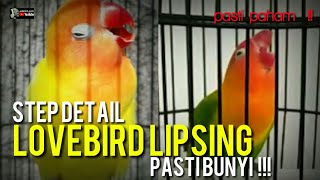 LOVEBIRD LIPSING (PASTI BUNYI)