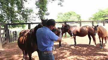 O que causa a babesiose equina?