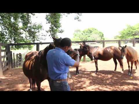 Vídeo: Doenças Dos Cavalos: Tratamento Com Remédios Populares