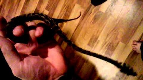 Irian Jaya Carpet Python