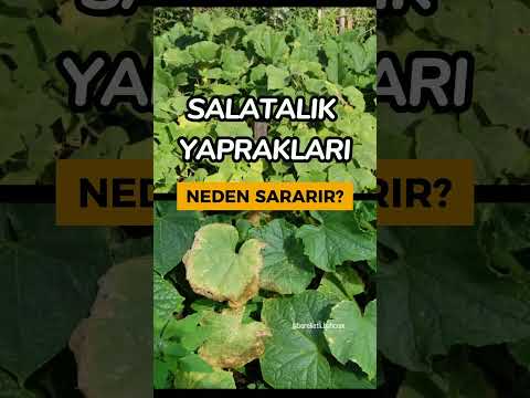 Video: Kerevizimin Yaprakları Sarı - Kerevizdeki Yaprakların Sararmasının Nedenleri