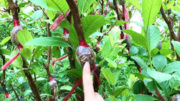 Vườn ổi Cái Bè | Cai Be Guava Garden | MAI TIỀN GIANG | #10