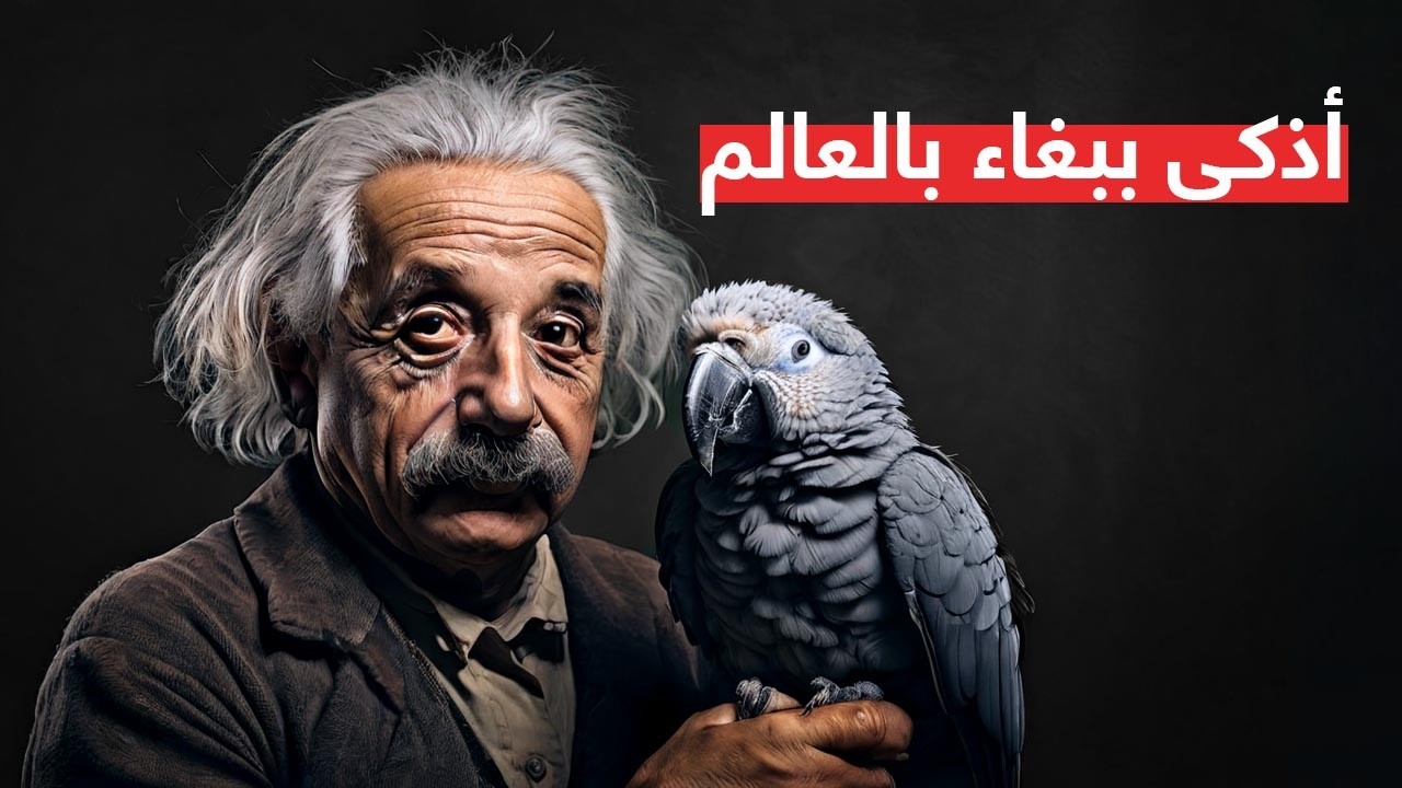 الببغاء -  أسرار الطيور الأكثر إبهارا في العالم