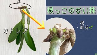2023年8月14日　カトレア　２週間で根っこと新芽🌱が出てきた〜👍　バルブを持つカトレアやデンドロビュームの得意技！　何もしないでOK   ただ吊るしておくだけでOK