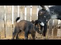 Nigerian Dwarf Goat Labor: Watch Lacey Have Her Babies! WARNING GRAPHIC!!
