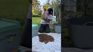 Hidden Bee Colony Found In His Ceiling