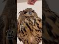 大きなフクロウを撫でているだけの動画 #owl #癒し #かわいい