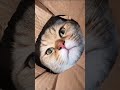 This Is Why Cats Rule the Internet 🐾👑