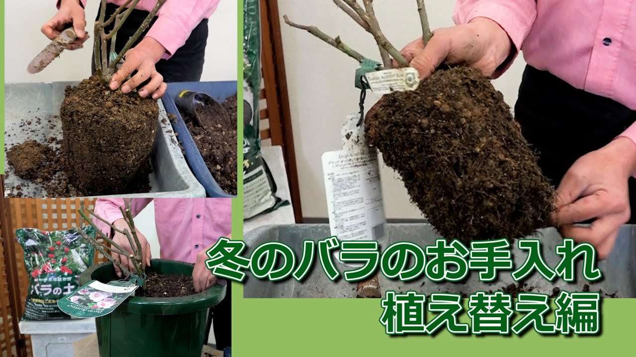 冬のバラのお手入れ 植え替え編 園芸専門店アカツカffcパビリオン Youtube