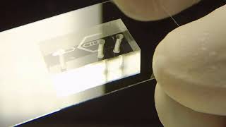 AcCellerator Teaser