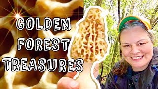 🔥2023 MOREL MUSHROOMS - GOLDEN FOREST TREASURES🔥Hunting TIPs, map update April 13th, #mushrooms