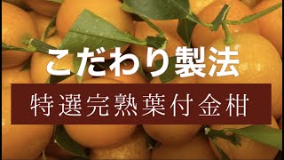 特選完熟葉付金柑ができるまで