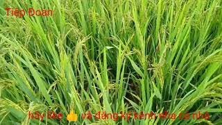Sự chuyển mình của cây lúa trên cánh đồng | The transformation of rice
