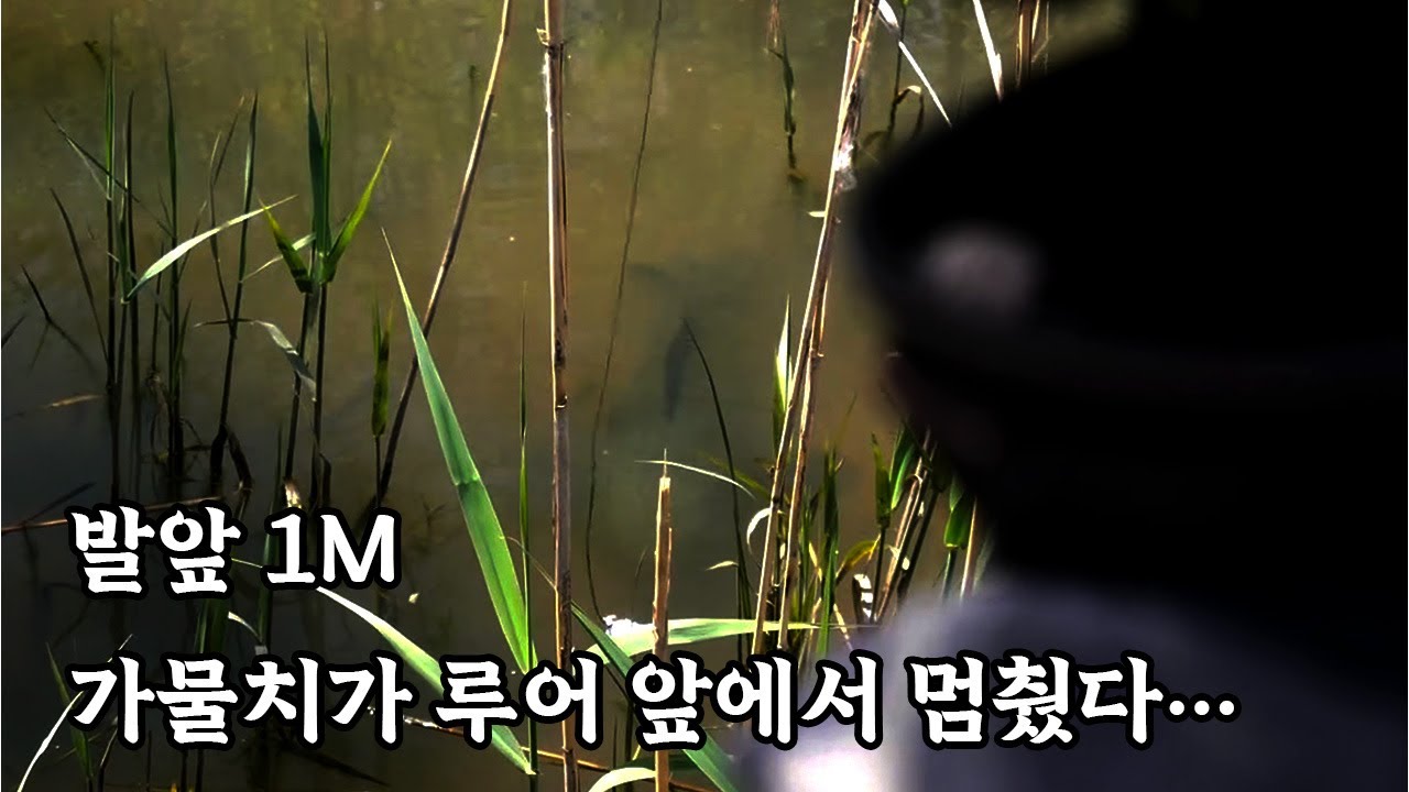 가물치가 떄릴까 말까 고민한 이유는?