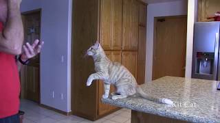 Kit Cat 3 Mos Training