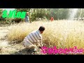 Wheat cutting moment  gilgit baltistan  saeedain vlog