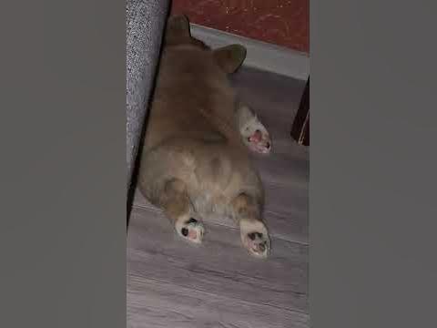 Попка корги шевелится хвостик - YouTube