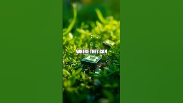 Breakthroughs in Biodegradable Sensors