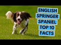 English Springer Spaniel - TOP 10 Interesting Facts の動画、YouTube動画。