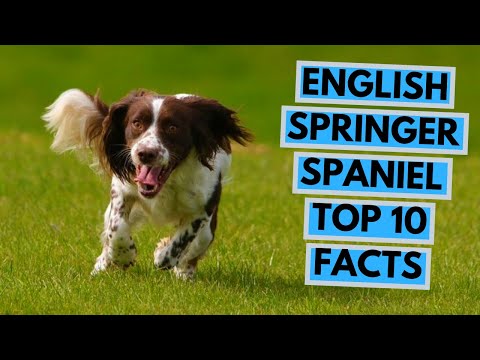 Video: La altura media de un Springer Spaniel