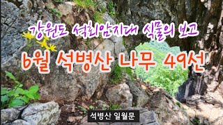 한국의 나무  6월 백두대간 강릉(정선) 석병산의 나무 49종류 해설