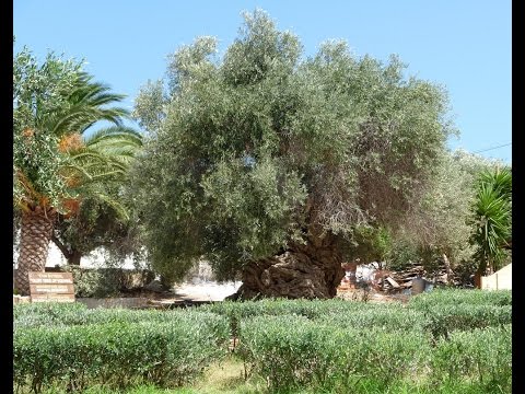 Η αρχαιότερη ελιά του κόσμου The oldest olive tree in the world