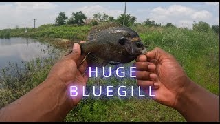 This Bluegill Bed Was Loaded! | Bluegill Fishing 2024