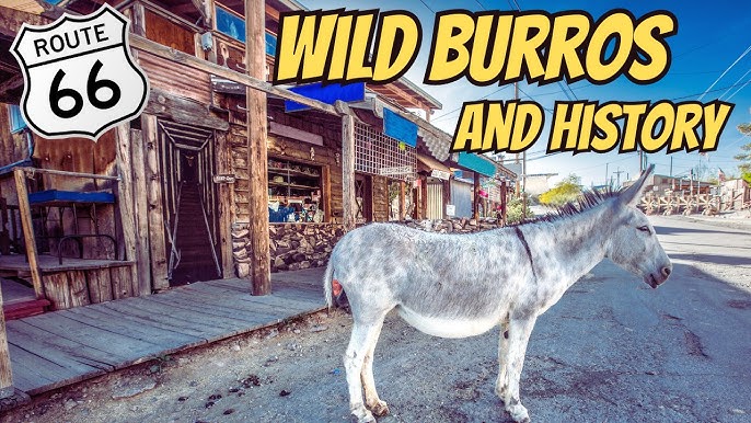 Oatman Burro Biscuit Toss Event