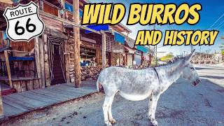 Thrilling Route 66 Adventure: Wild Burros & Haunted Hotel in Oatman!