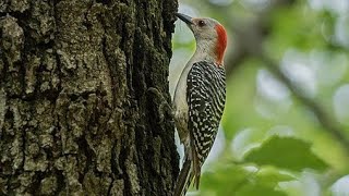 Amazing video a male yellow crowned woodpecker taps to locate the lava tunnel