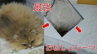 【Vlog 猫あるある】おねしょシーツを買いました 2020年5月21日