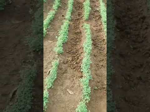 Video: Kupanda Alfalfa: Jinsi ya Kukuza Alfalfa