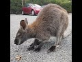 Wallaby Eating