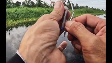 Cách móc nhái thật siêu đẹp không xoay bằng lưỡi hột mít của anh hữu khuynh kiêng giang