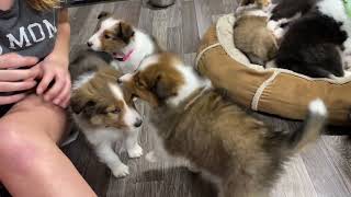 1-14-2024 by Riverbend Shelties 2,448 views 3 months ago 14 minutes, 18 seconds