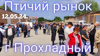 Голуби цены Птичий рынок г Прохладный