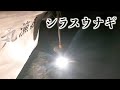 【シラスウナギ】漁師のボーナス白いダイヤ!シラスウナギ漁!