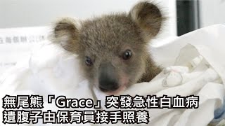 無尾熊「Grace」突發急性白血病遺腹子由保育員接手照養 