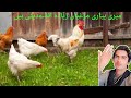 Bird beautiful hens chicks hens chickens short vlog dharti of ali pur
