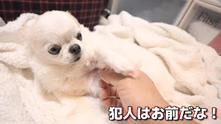 【深夜の事件】飼い主に詰められ動揺する犬 by かわいいチワワのチョッピチャンネル 19,762 views 7 days ago 9 minutes, 43 seconds