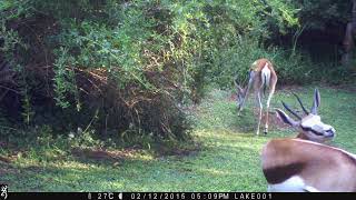 Two Springbok Antelope on Trail Camera in South Africa