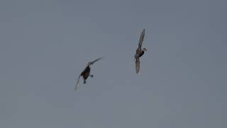 Duck Chatter Ep. 68 "Pintails or Mallards"