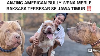 KOLEKSI 5 EKOR ANJING RAKSASA AMERICAN BULLY XXL TEH RETTA ANGELIA ‼️