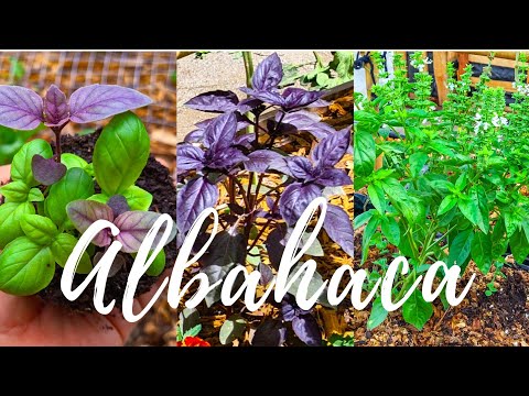 Video: Albahaca Y Características De Su Cultivo