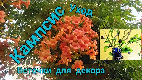 Кампсис, мой уход //кампсис, оригинальный декор как двора так и дома