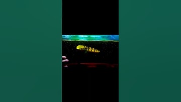 Ikan Channa Maru Yellow Sentarum Fish 🤰