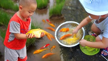 Em ổi tìm bắt cá vàng kì lạ ở cánh đồng bỏ hoang #cávàng #concá #fishing #bắtcávàng