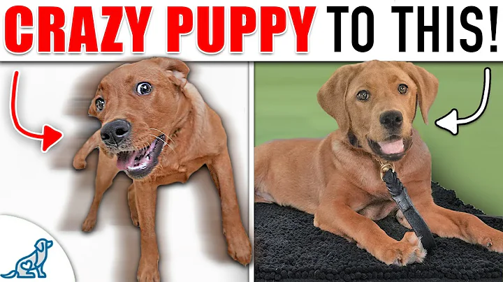 Your Wild and Crazy Puppy Needs To Learn THIS!